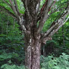 sugar maple thumbnail 1
