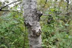 Downy Birch thumbnail 3