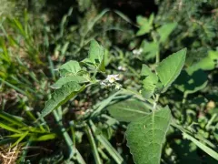 Hairy Nightshade thumbnail 1