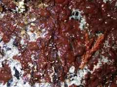 Gloeocapsopsis magma thumbnail 3