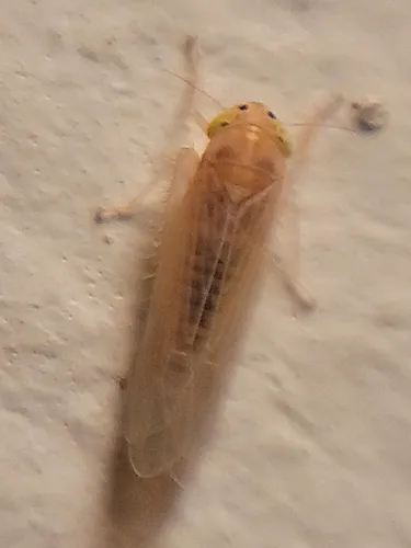 Corn Leafhopper