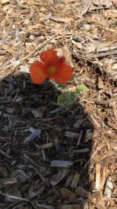apricot mallow thumbnail 4
