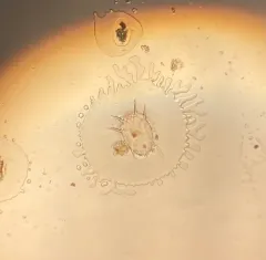 Ear Mange Mite thumbnail 3