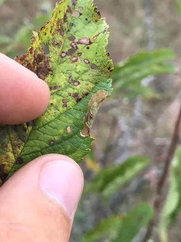 Coptotriche crataegifoliae
