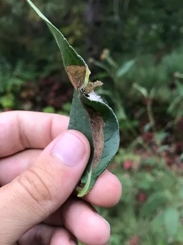 Ambrosia Seed Moth