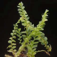 Plagiochila gracilis thumbnail 4