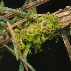 Whiskered Veilwort thumbnail 4