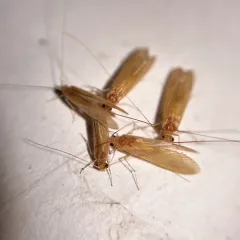 Yellow Net-spinning Caddisfly thumbnail 3