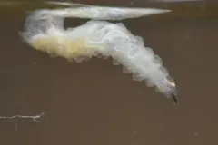 Fletcherimyia fletcheri thumbnail 3
