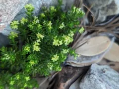 Yolla Bolly Bedstraw thumbnail 2