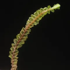 Orkney Notchwort thumbnail 4