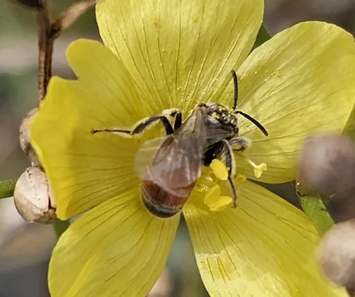Swenk's Sweat Bee