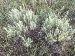 sand sagebrush thumbnail 2