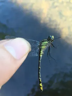 Spine-crowned Clubtail thumbnail 1