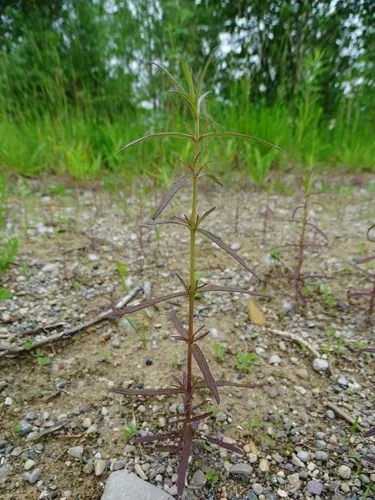 French Bartsia