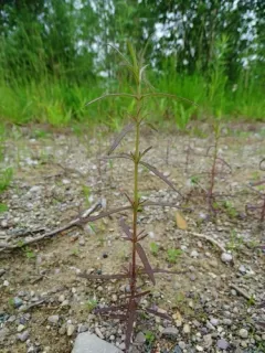 French Bartsia thumbnail 1