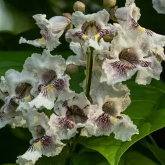 northern catalpa thumbnail 3