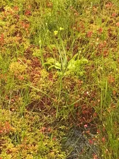Venus flytrap thumbnail 3