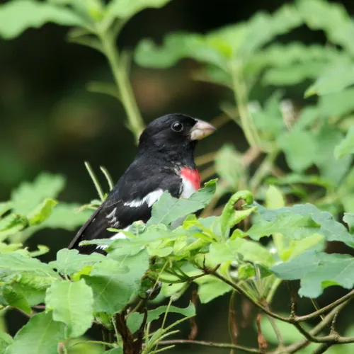 Rose-breasted Grosbeak