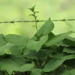 large-leaved aster thumbnail 2