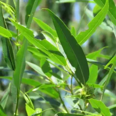 Pacific Willow thumbnail 3