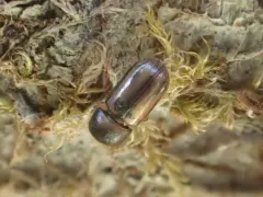 Striped ambrosia beetle thumbnail 1