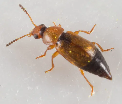 Eusphalerum torquatum