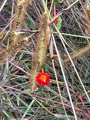 scarlet creeper