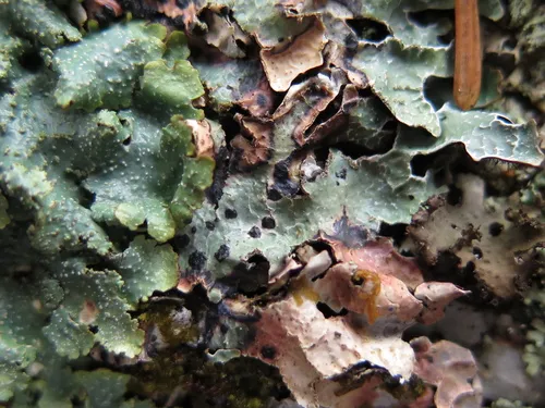Homostegia piggotii