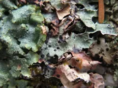 Homostegia piggotii thumbnail 1