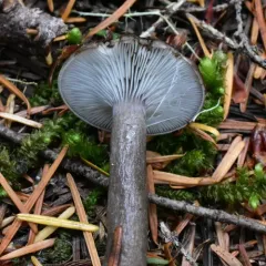 Gray-stemmed Milk Cap thumbnail 4