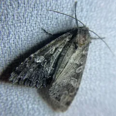 Platypolia anceps thumbnail 4