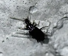 Platynus cincticollis thumbnail 4