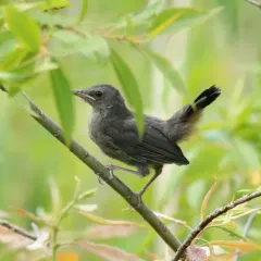 Gray Catbird thumbnail 2