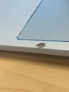 Micromus angulatus thumbnail 4