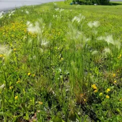 Foxtail Barley thumbnail 2