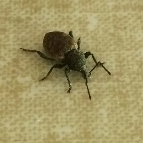 Otiorhynchus raucus
