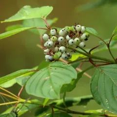 red osier dogwood thumbnail 1