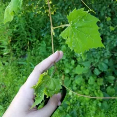 Grape Phylloxera thumbnail 2