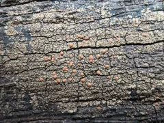 Silver-rimmed Shingle Lichen thumbnail 4