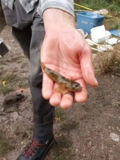 Paiute Sculpin thumbnail 4