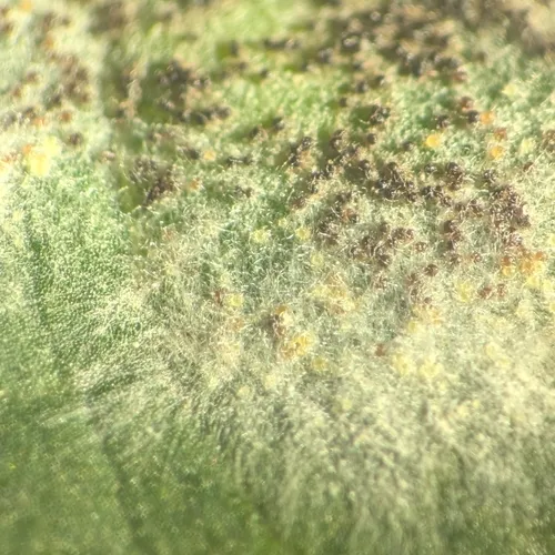 Golovinomyces magnicellulatus