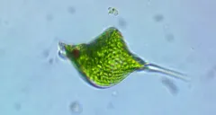 Phacus tortus thumbnail 3