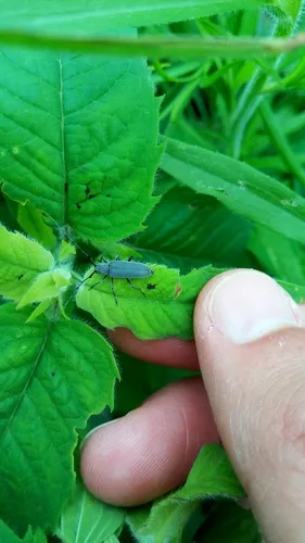 Soybean Stem Borer