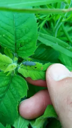 Soybean Stem Borer thumbnail 1