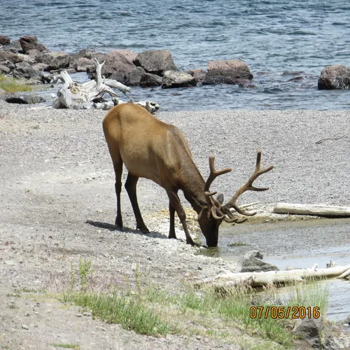 Wapiti