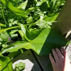 Green Arrow Arum thumbnail 4