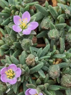 Sticky Sand-Spurrey thumbnail 2