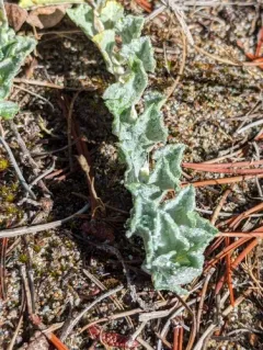 California Aster thumbnail 3