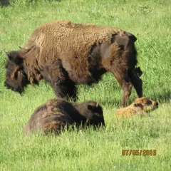 American Bison thumbnail 2